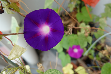 DSC09337_R