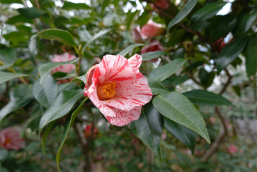 DSC06043_R