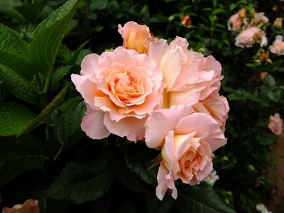DSCF3374_R
