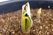 DSCF1446_R