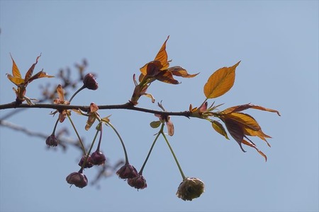 DSC04999_R