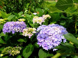 DSCF0201