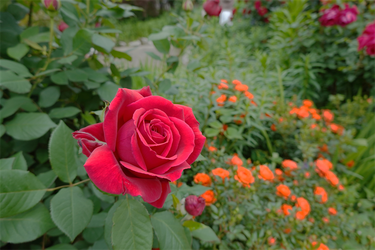 DSC07358_R