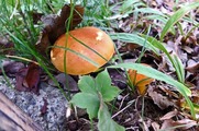 DSCF5244_R