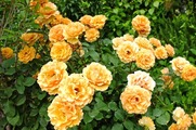 DSCF3327_R