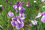 DSCF2949_R