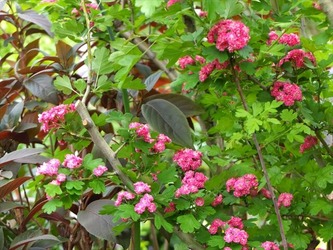 DSCF9877_R