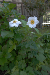 DSC05964_R