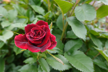 DSC06919_R