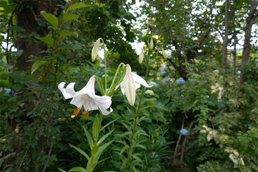 DSC08165_R
