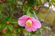 DSCF1235_R