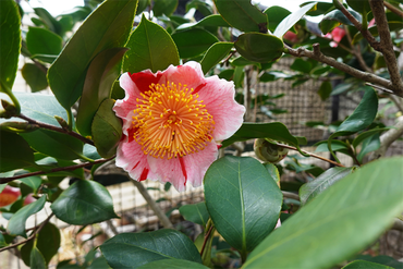 DSC06133_R