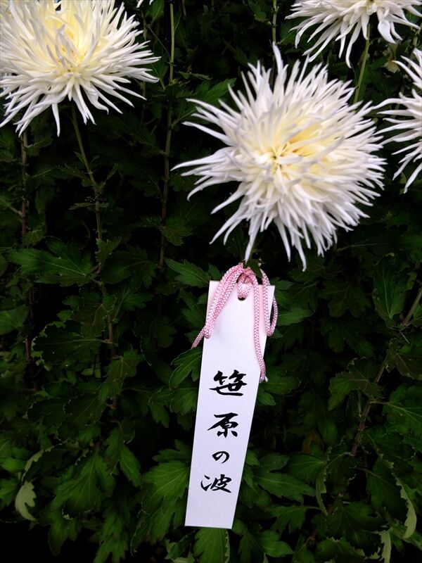 藍川京 の部屋 新宿御苑 菊花壇展 5 江戸菊 Livedoor Blog ブログ