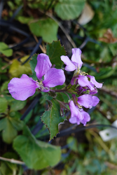 DSC00321_R