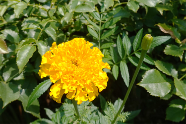 DSC08795_R
