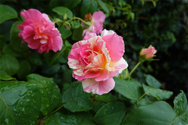 DSC08625_R