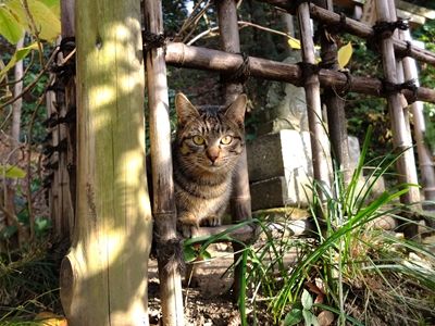 DSCF5416_R
