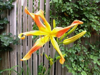 DSCF1194_R