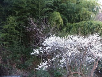 DSCF8391_R