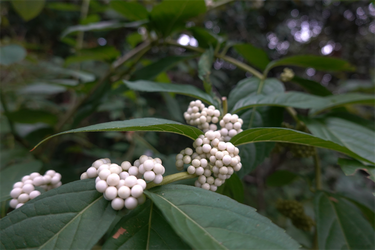 DSC09271_R
