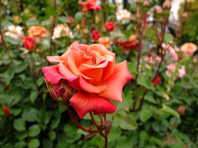 DSCF2522_R