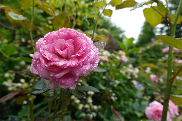 DSC08524_R