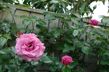 DSC01442_R