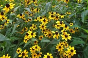 DSCF5003_R