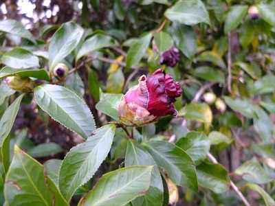 DSCF1504_R