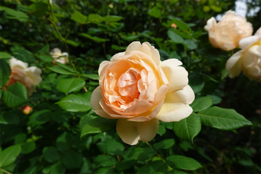 DSC07564_R