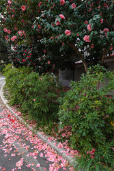 DSC00611_R