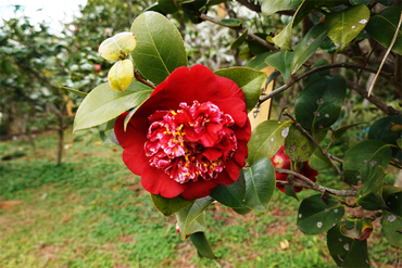 DSC06136_R