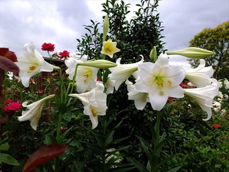 DSCF3496_R