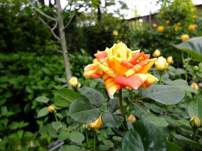DSCF2545_R