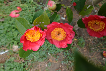 DSC06128_R