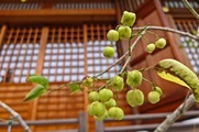 DSCF6110_R