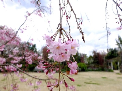 DSCF5349_R