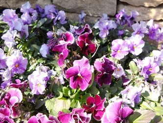 DSCF8329_R