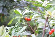 DSCF2561_R