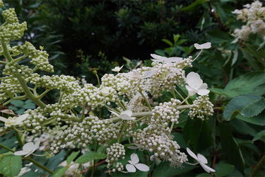 DSC08932_R