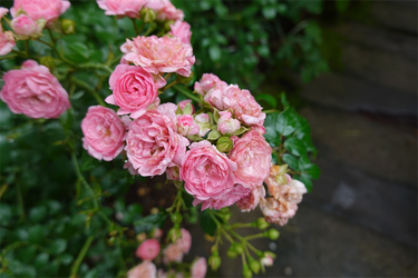 DSC08553_R