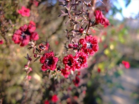 DSCF5502_R