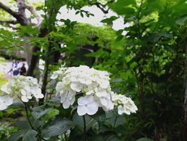 DSCF0367