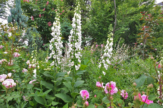 藍川京 の部屋 過ぎし日の横浜イングリッシュガーデン 薔薇やジギタリス Livedoor Blog ブログ