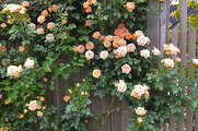 DSCF3219_R