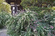 DSCF5424_R