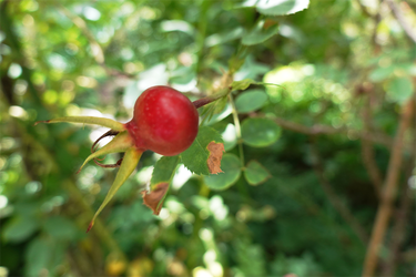 DSC09054_R