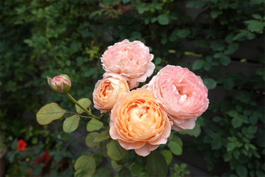 DSC08763_R