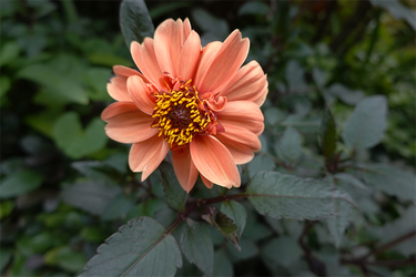 DSC09253_R