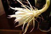 S0023441_R